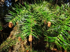 Cunninghamia lanceolata