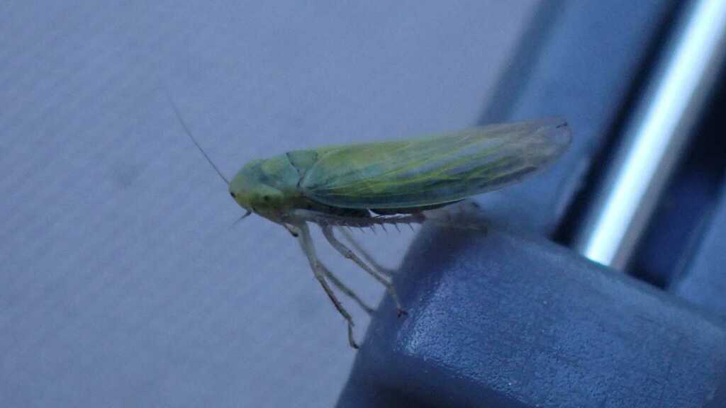 Cicadula flori