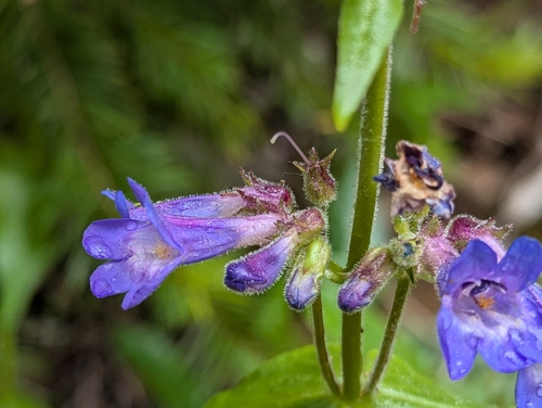 Image of Penstemon subserratus by (c) David Anderson, some rights reserved (CC BY)
