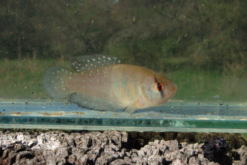 Patricia's pearlfish (Austrolebias patriciae) — Rivulidae — 5