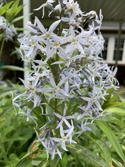 Amsonia tabernaemontana