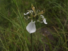Moraea pubiflora