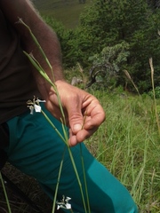 Moraea pubiflora