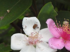 Cryptocephalus trifasciatus