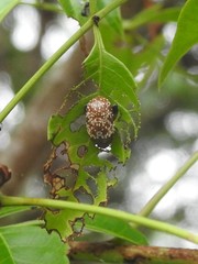 Asiophrida scaphoides