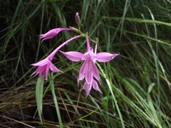 Radinosiphon leptostachya