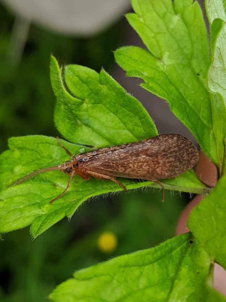 Micropterna lateralis