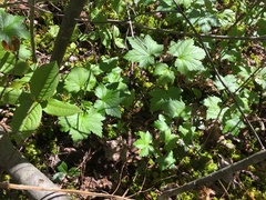 Ribes glandulosum