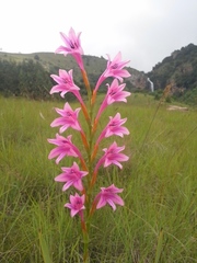 Watsonia wilmsii