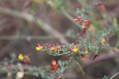 Acmispon prostratus