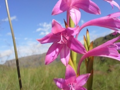Watsonia wilmsii