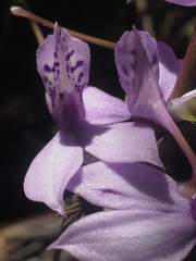 Brownleea coerulea