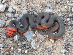 Diadophis punctatus vandenburgii