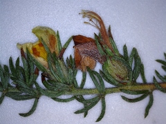 Aspalathus opaca opaca