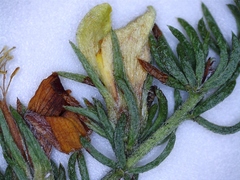 Aspalathus opaca opaca