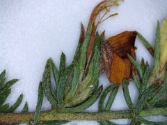 Aspalathus opaca opaca