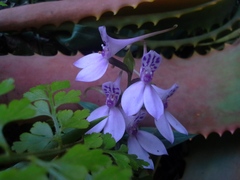 Brownleea coerulea
