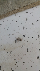 Saitis tauricus