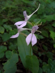 Brownleea coerulea