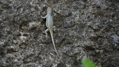 Sceloporus couchii