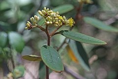 Pomaderris discolor