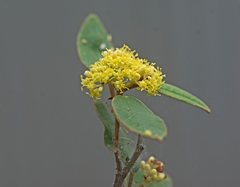 Pomaderris discolor