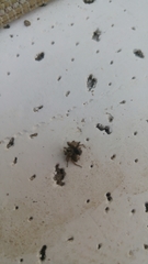 Saitis tauricus