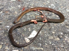 Gongylosoma baliodeira