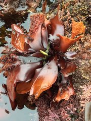 Chondracanthus