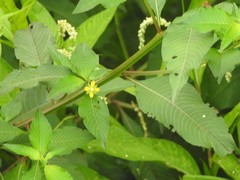 Ludwigia erecta