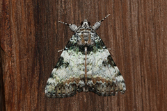 Catocala connubialis