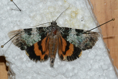 Catocala connubialis