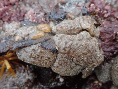 Polyclinum aurantium