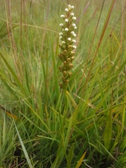 Brownleea parviflora