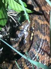 Nerodia fasciata × clarkii