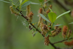 Salix boothii