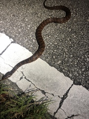 Nerodia fasciata × clarkii