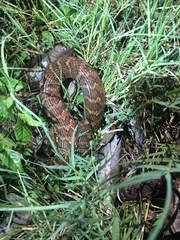 Nerodia fasciata × clarkii