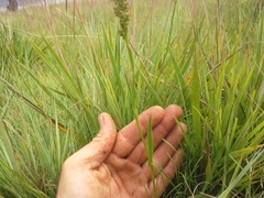 Brownleea parviflora