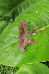 Paradaemonia winbrechlini