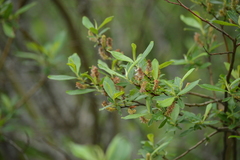 Salix boothii