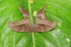 Paradaemonia winbrechlini