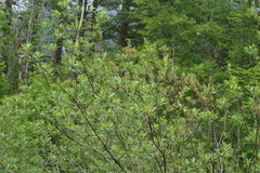 Salix boothii