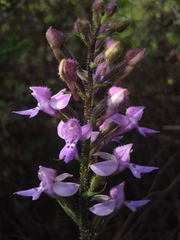 Cynorkis kassneriana