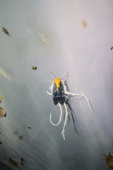 Cerogenes auricoma