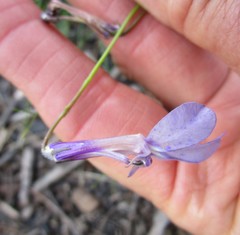 Lobelia tomentosa