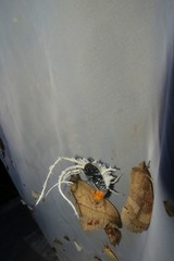 Cerogenes auricoma