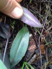 Cynorkis kassneriana