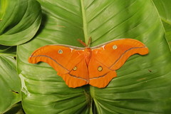 Antheraea godmani