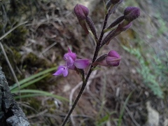 Cynorkis kassneriana